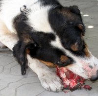 Варна глобява за хранене на бездомни кучета 