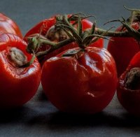 С домат пред ВСС