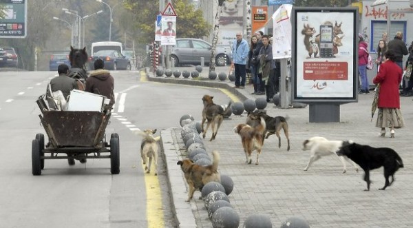 Храниш куче на улицата, плащаш 500 лева