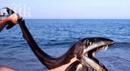 паника ужас непозната риба чудовище кучешки зъби изплува дълбините океана