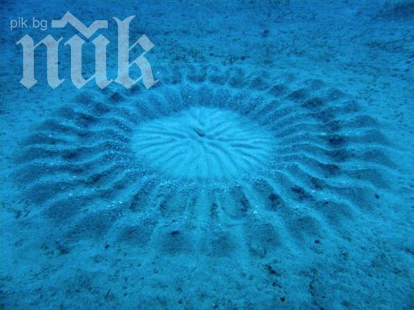 Мистериозни кръгове се появиха и в Адриатическо море 