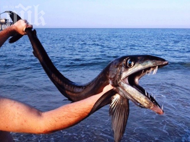 Паника и ужас! Непозната риба-чудовище с кучешки зъби изплува от дълбините на Океана