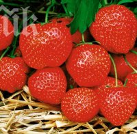 Хапвайте ягоди за сияйна кожа