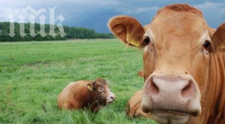 вендета петричко запалиха краварниците брата наркотрафикант