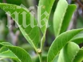 уникално растение храни желязо видео