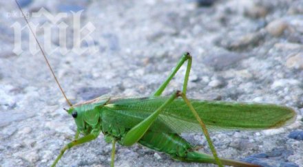 щурците поглезят партньорките вечеря получат секс