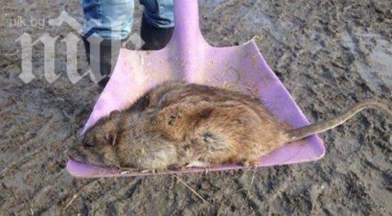 килограмови плъхове мутанти атакуваха великобритания