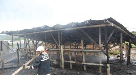 горя ферма животни харманлийско снимки