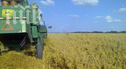 житна дървеница нападна посевите търговищко поповско