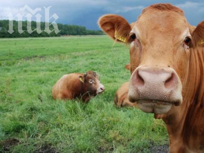 Вендета в Петричко! Запалиха краварниците на брата на наркотрафикант!