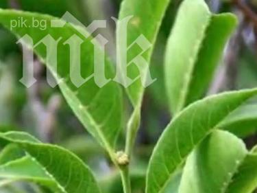 Уникално! Растение се храни със желязо (видео)