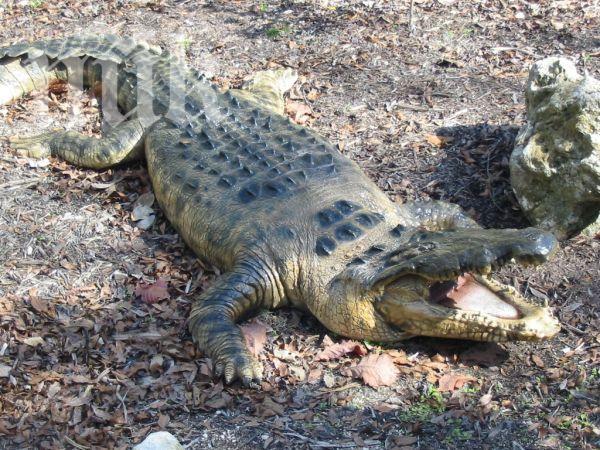 Алигатор помогна на полицаи да заловят автокрадец