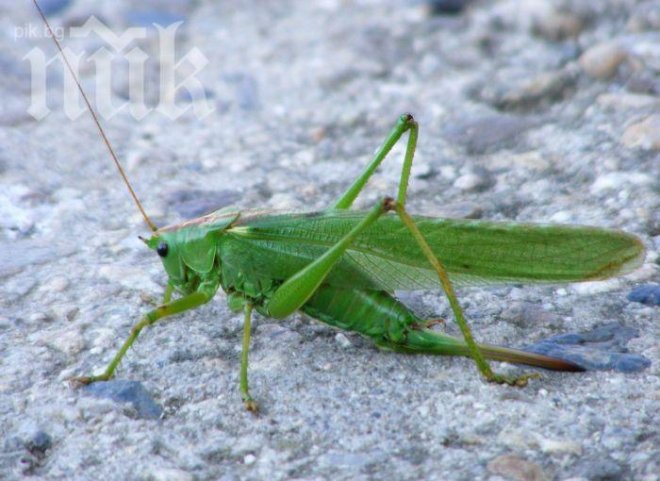 Щурците трябва да поглезят партньорките си с вечеря, за да получат секс