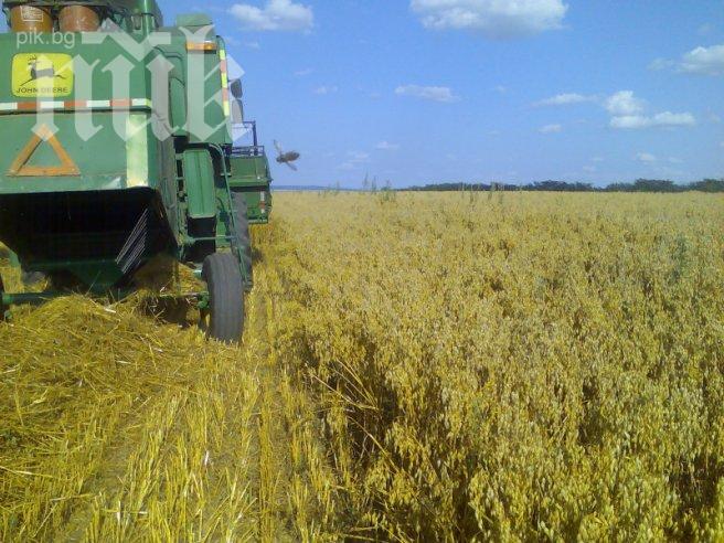 Житна дървеница нападна посевите в Търговищко и Поповско