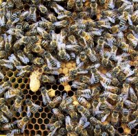 В САЩ се преобърна товарен камион, превозващ 20 милиона пчели