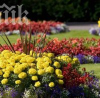 Баби крадат теменужки от парковете
