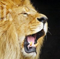 Рускиня качи лъвче в спален вагон на влак