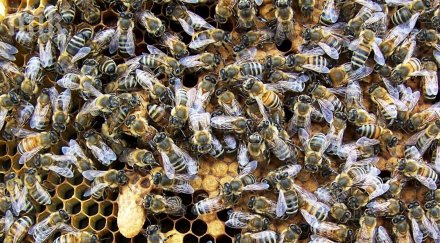 сащ преобърна товарен камион превозващ милиона пчели