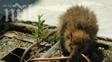огромни плъхове атакуваха бургас