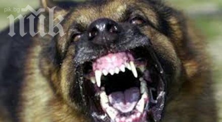 детска жестокост момчета хвърлиха бебе коте кучета искали разкъсат видео