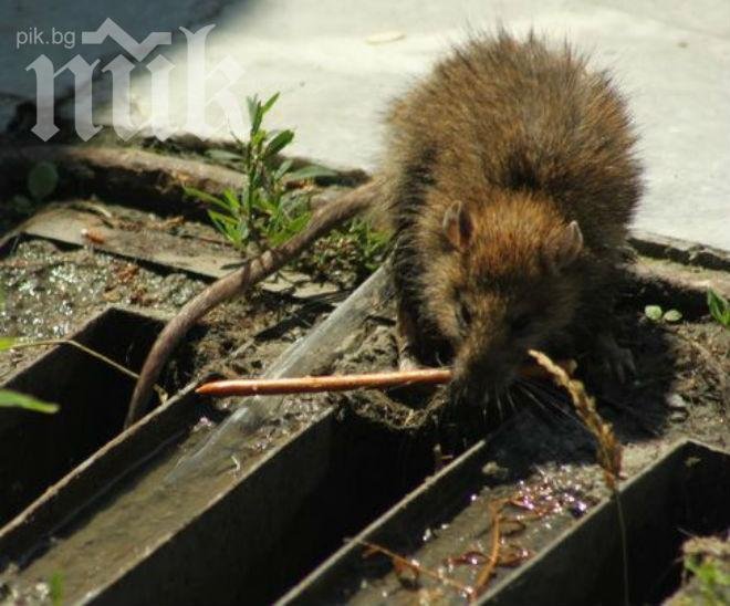 Огромни плъхове атакуваха Бургас