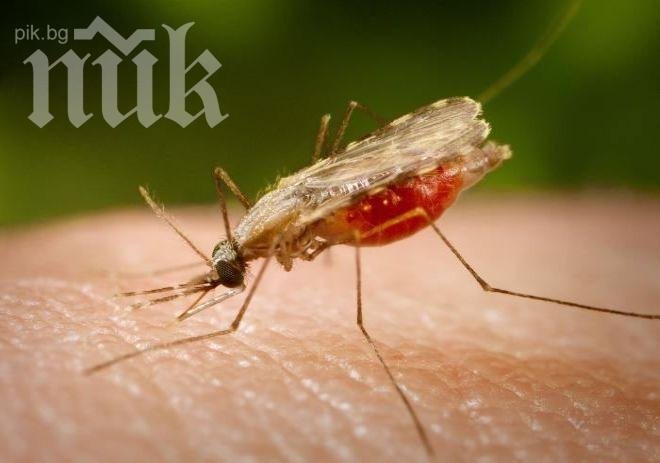 Изобретиха нова ваксина срещу малария