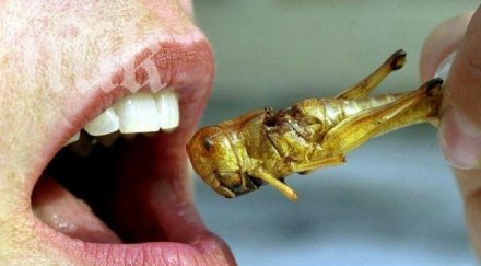 сащ започнаха отглеждат насекоми консумация