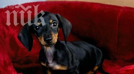 кучета откриват рак простатата