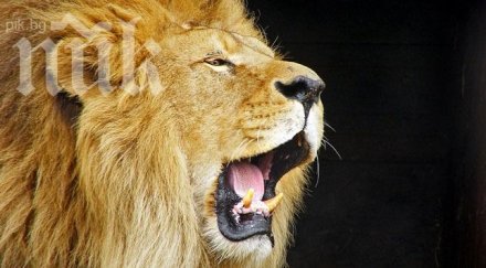 нравът кое диво животно носиш името