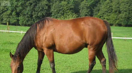 годишно дете прието болница ритник кон