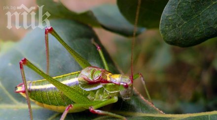 скакалци нападат реколтата южна българия
