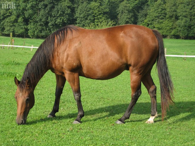 3-годишно дете е прието в болница след ритник от кон