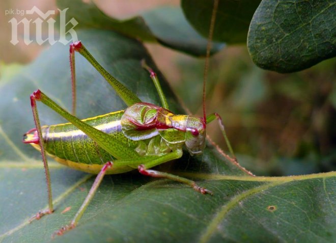 Скакалци нападат реколтата в Южна България