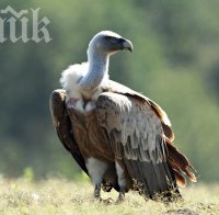 Избиват лешояди за вуду магия