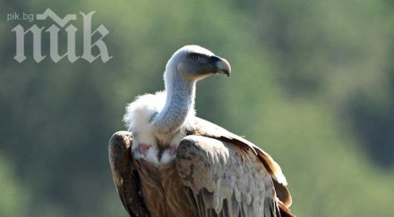 избиват лешояди вуду магия