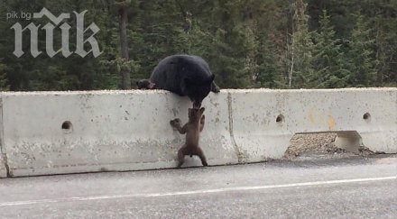 мама меца спасява своето детенце натоварена магистрала