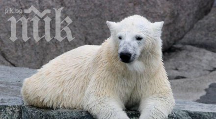 бяла мечка изяде неблагоразумен бял паун