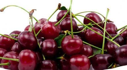 болести плъзват черешите заради дъжда