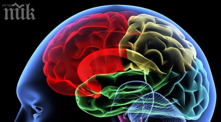 ново откритие зрителната мозъчна кора вижда звуци