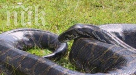 нова атракция филипините масаж питон видео