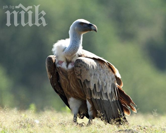 Избиват лешояди за вуду магия