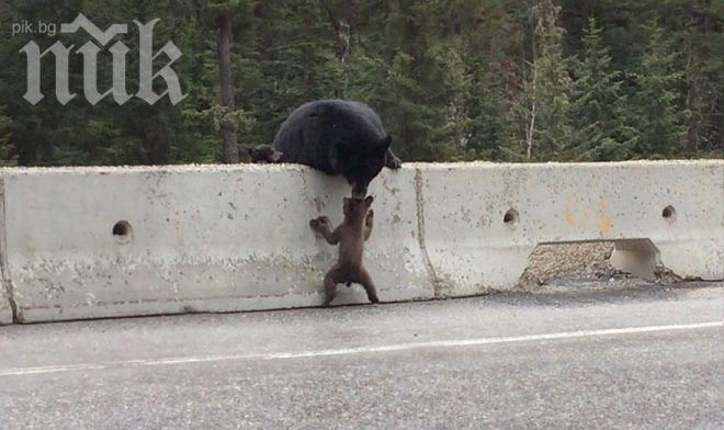 Мама меца спасява своето детенце от натоварена магистрала