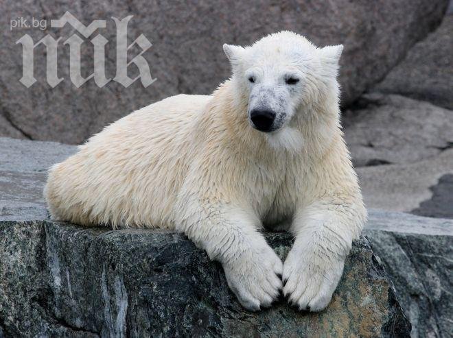 Бяла мечка изяде неблагоразумен бял паун 