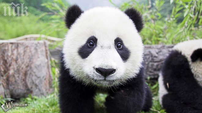 Биг Брадър с панди тръгва в Китай