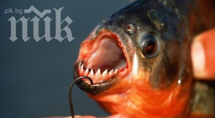 френски рибар улови пираня ухапа