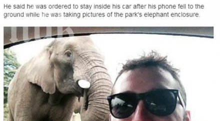 първото селфи света направено слон факт снимка