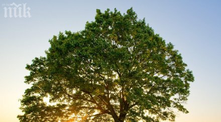 мъж изпи литър вино полетя дърво потроши