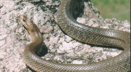 грамаден смок стресира село вдигна крак пожарна спасители