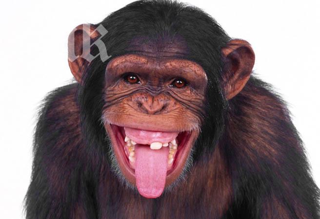 Учени контролират мозъка на маймуна с електроди