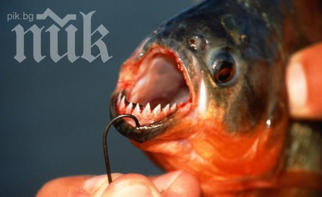 Френски рибар улови пираня, тя го ухапа